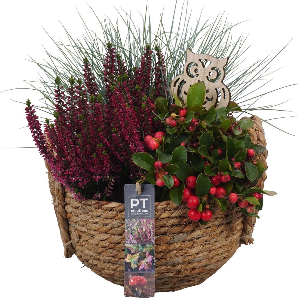 Image de PTHO4129 Arrangement Autumn Outdoor in willow basket P20 30CM