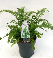 Dryopteris aff. Cristata the King