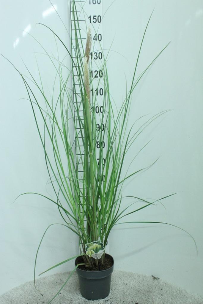 Picture of Cortaderia selloana Pumila P23 (5 Ltr)