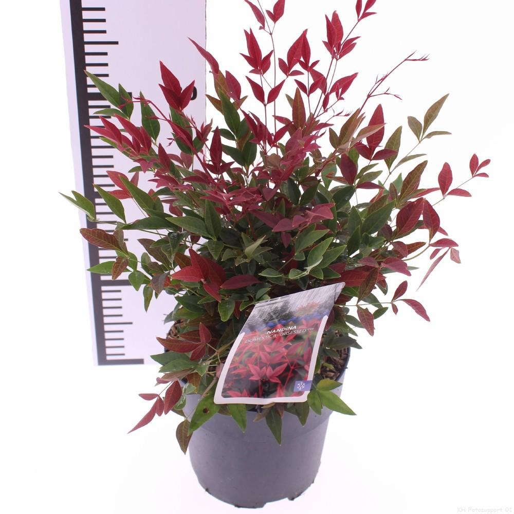 Billede af Nandina domestica Obsessed P17 (2 Ltr)