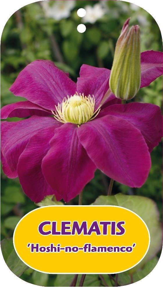 Picture of Clematis Hoshi-no-flamenco P15 (2 Ltr/high) 80/100
