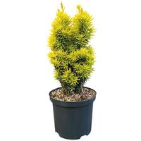 Taxus b. David