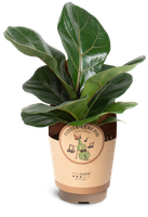 Ficus ´Lyrata´