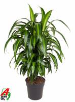 Dracaena Hawaiiana branched