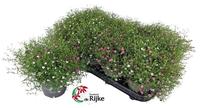 Gypsophila gypsy Duocolor