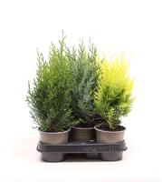 Chamaecyparis in varieties