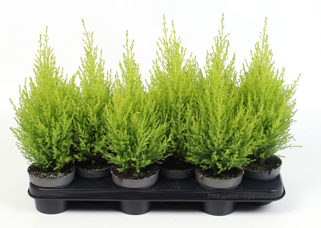 Picture of Cupressus Goldcrest Wilma P10.5 40CM