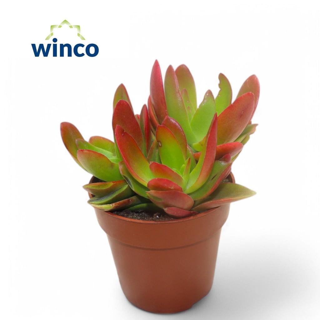 Obrazek Crassula Capitella Campfire (red) WK5 P8.5