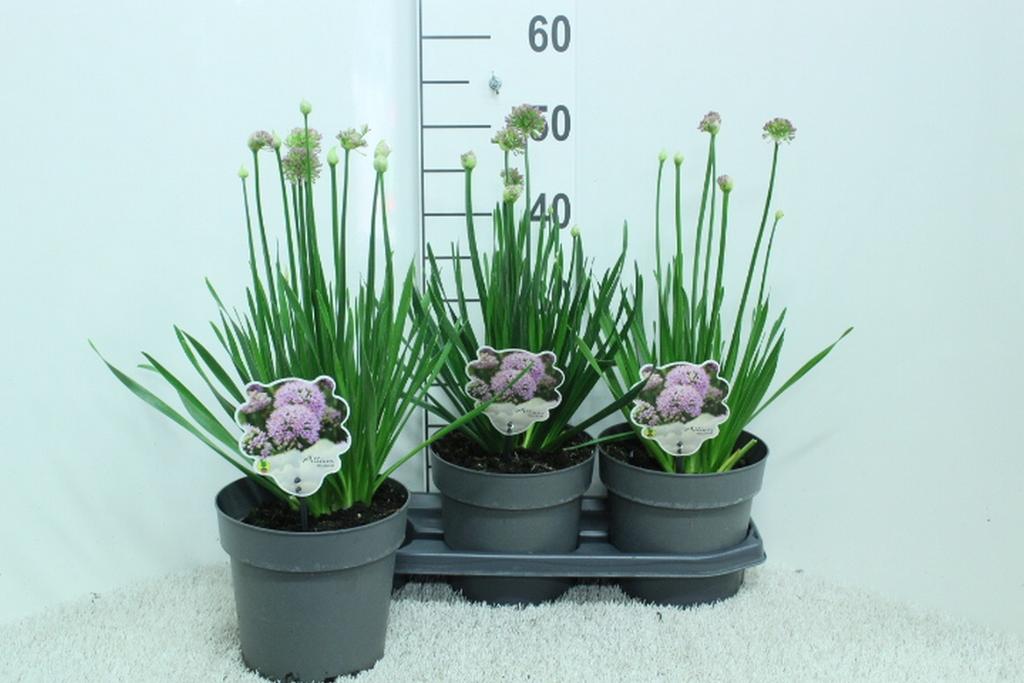 Obrázek Allium Millenium P19 (3 Ltr)