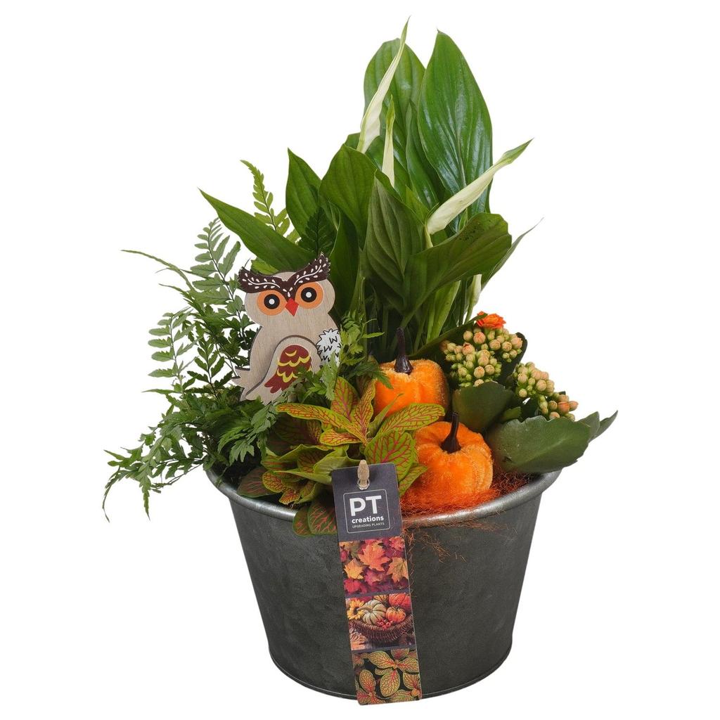 Picture of PTHI5319 Arrangement Autumn Indoor in metal box P19 33CM