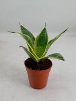 Sansevieria Hahnii Super Hahnii