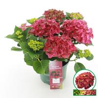Hydrangea macr. Magical Ruby Tuesday