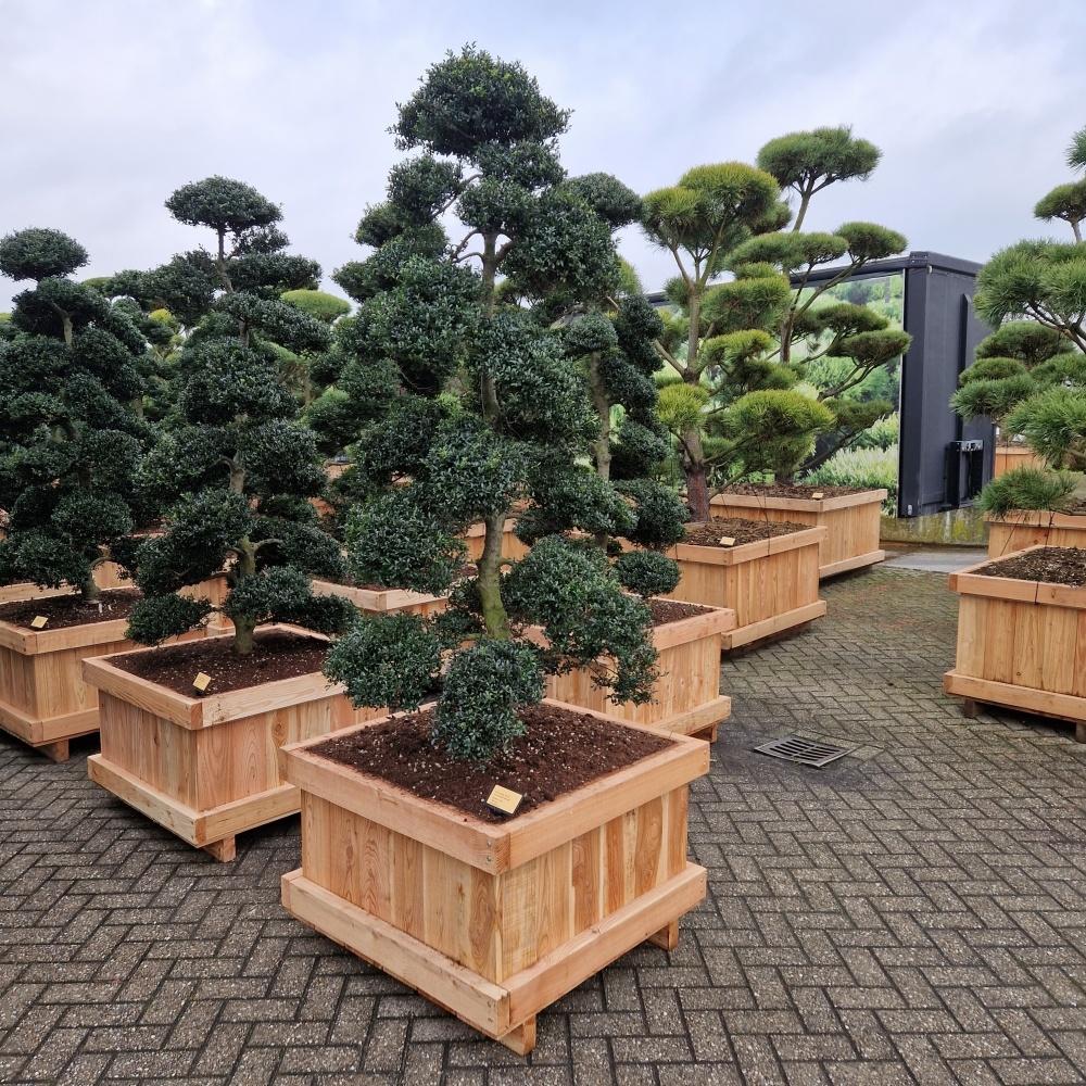 Image de Ilex cre. Kimne P80 190CM