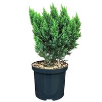 Juniperus med. Blue Chiffon