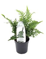 Polypodium vulgare