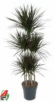 Dracaena Magenta 90-carrousel