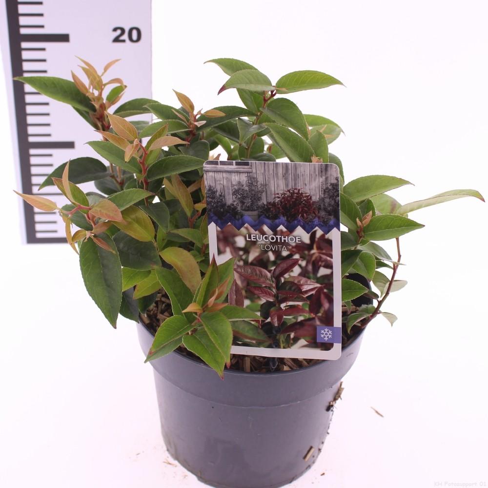 Picture of Leucothoe walteri Lovita P17 (2 Ltr)