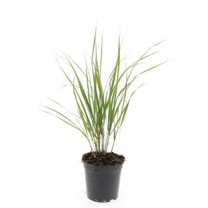 Billede af Calamagrostis acut. Karl Foerster P14