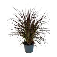 Pennisetum adv. Summer Samba
