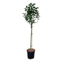 Syringa v. Lila Wonder
