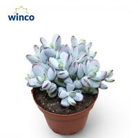 Cotyledon Orbiculata Higginsiae