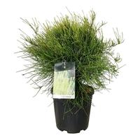 Platycladus or. Franky Boy