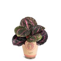 Calathea ´Dottie´