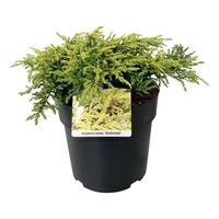 Juniperus com. Goldschatz