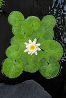Nymphaea Gladstoniana (3L)