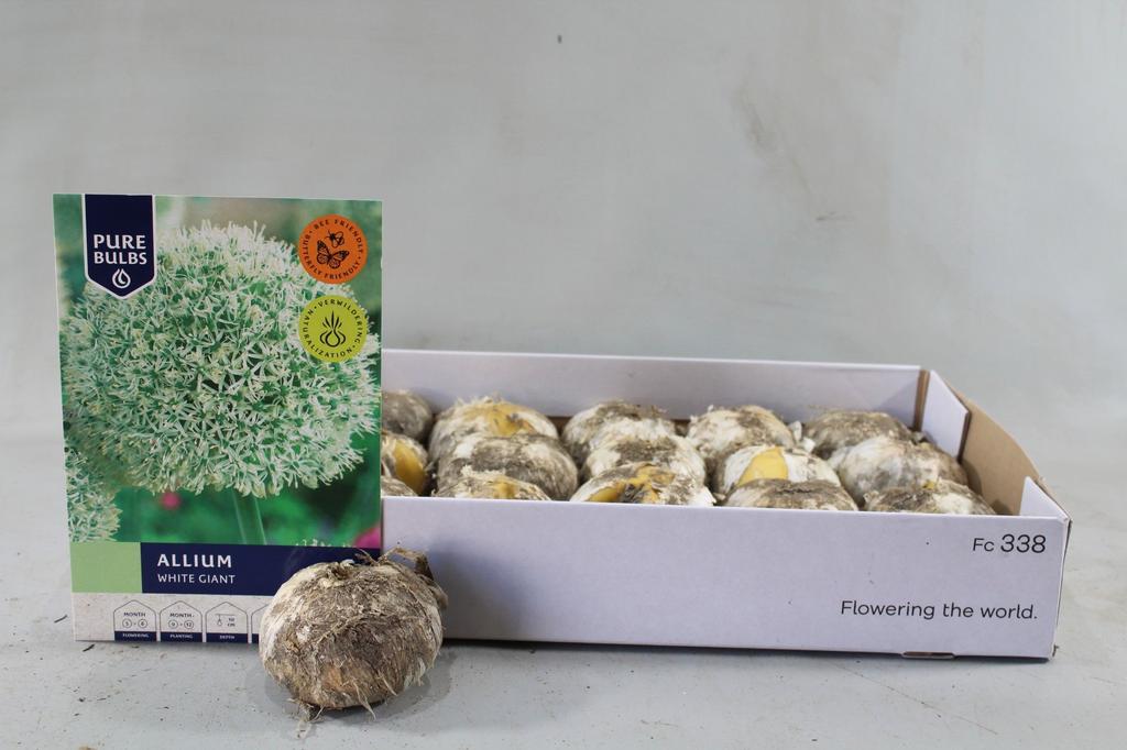 Obrazek Allium White Giant dry bulb