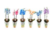 Phalaenopsis hybrid Enjoy I Am varieties painted