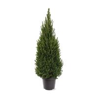 Picea gl. Perfecta