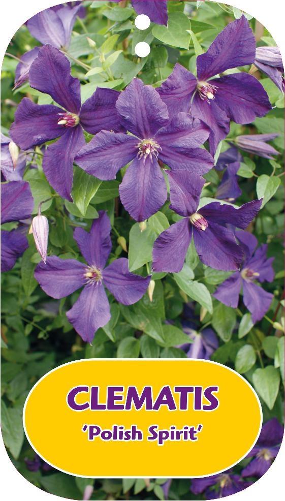 Picture of Clematis Polish Spirit P15 (2 Ltr/high) 80/100