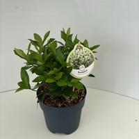 Euonymus jap. Himalaya