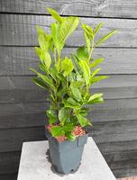 Prunus laur. Rotundifolia
