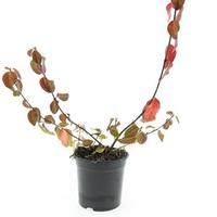 Euonymus fort. Coloratus