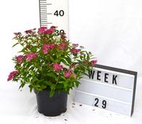 Spiraea japonica Anthony Waterer