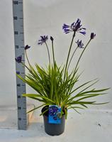 Agapanthus Lapis Luzuli