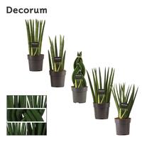 Sansevieria Cylindrica mix