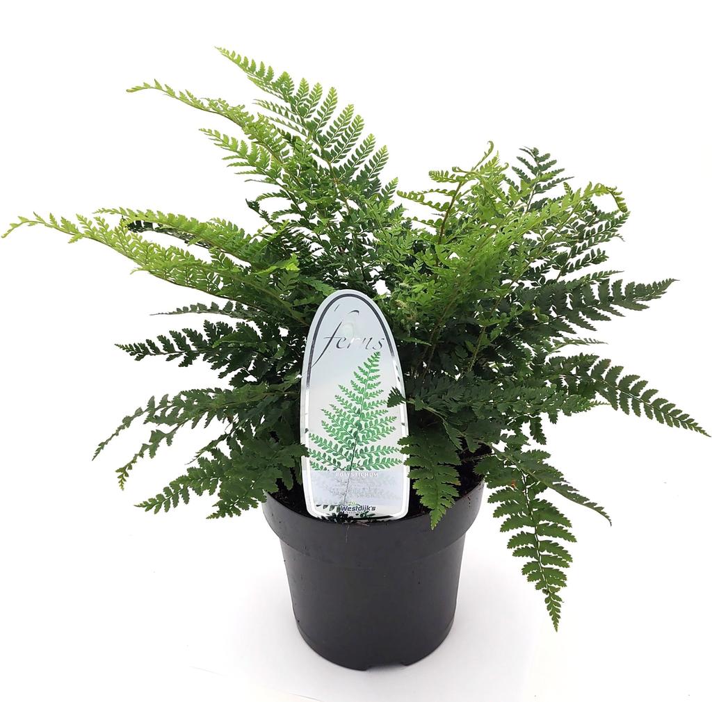 Picture of Polystichum braunii P15