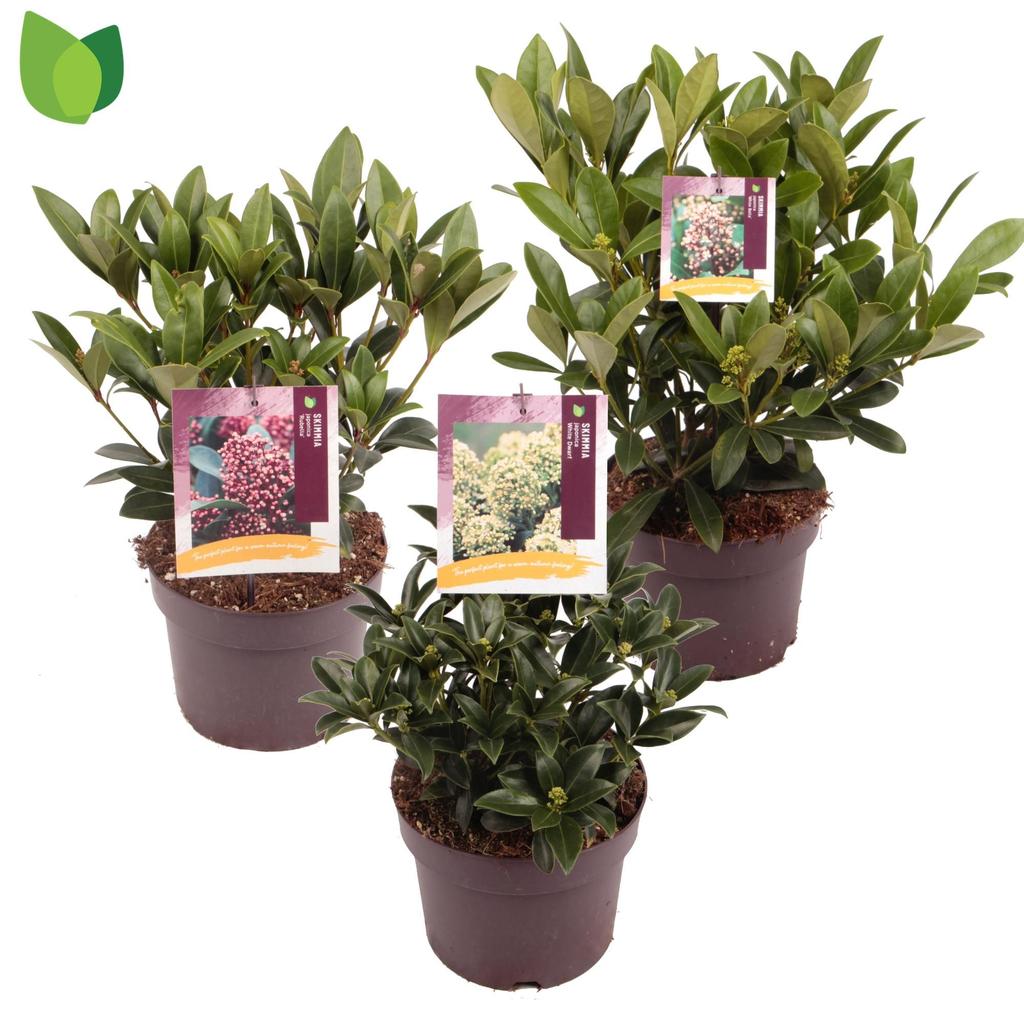 Picture of Skimmia japonica in varieties P19 (3 Ltr)