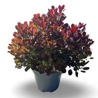 Cotinus coggyrgria Lilla