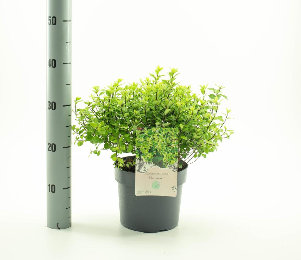 Picture of Pittosporum ten. Country Park Green P19 (3 Ltr)