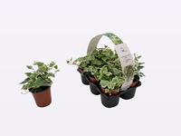 Hedera helix White Wonder