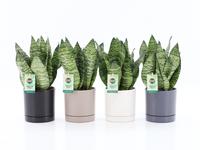 Sansevieria Black Coral in Hainan ceramics 4 colours