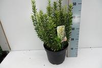 Euonymus jap. Microphyllus Aureovariegatus