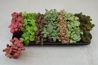 Fittonia in varieties