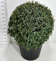 Osmanthus burkwoodii