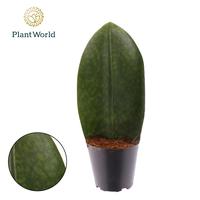 Sansevieria Masoniana Whale Fin