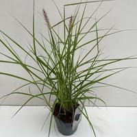 Pennisetum or. Karley Rose